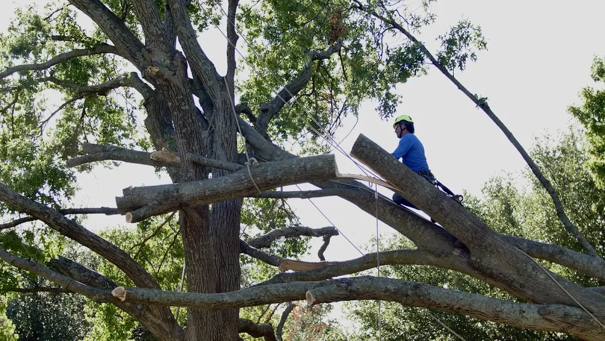 Professional Crown Thinning performed by certified arborists in Cana